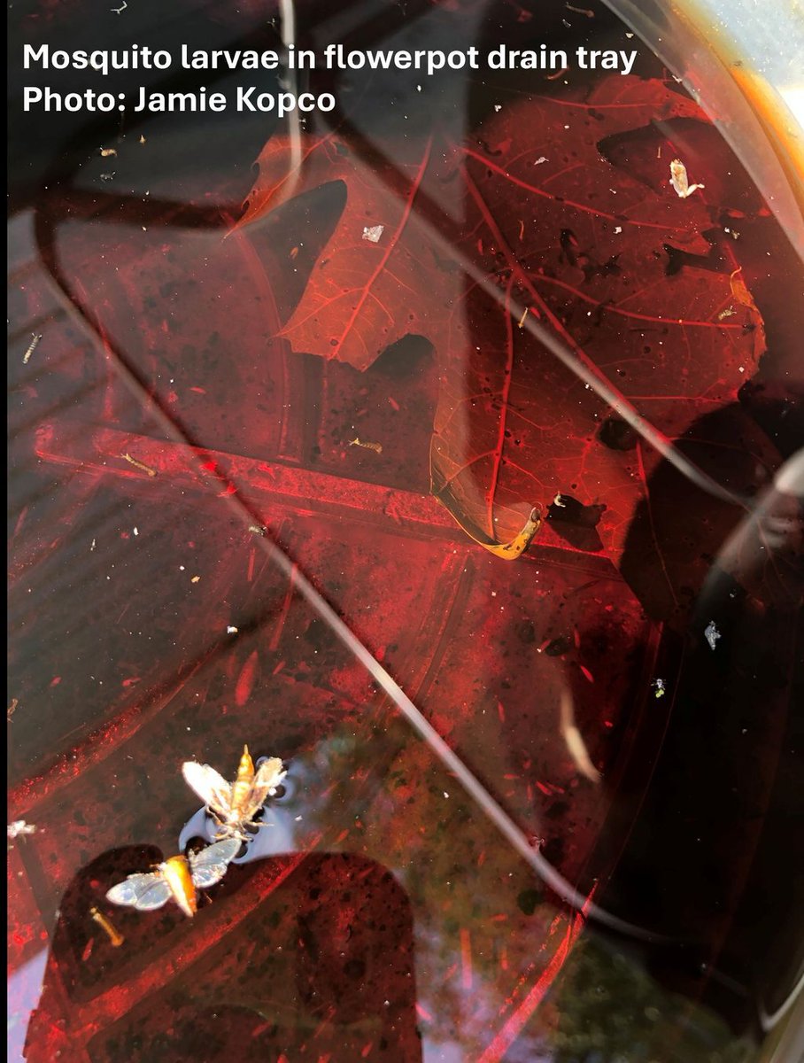 With all our recent rain, mosquito populations are running strong now. Minimize bites by steering clear of shady, still-air mosquito habitats, wearing long pants or long sleeves, using repellents, and eliminating still-water breeding habitats like this flower pot drain tray.