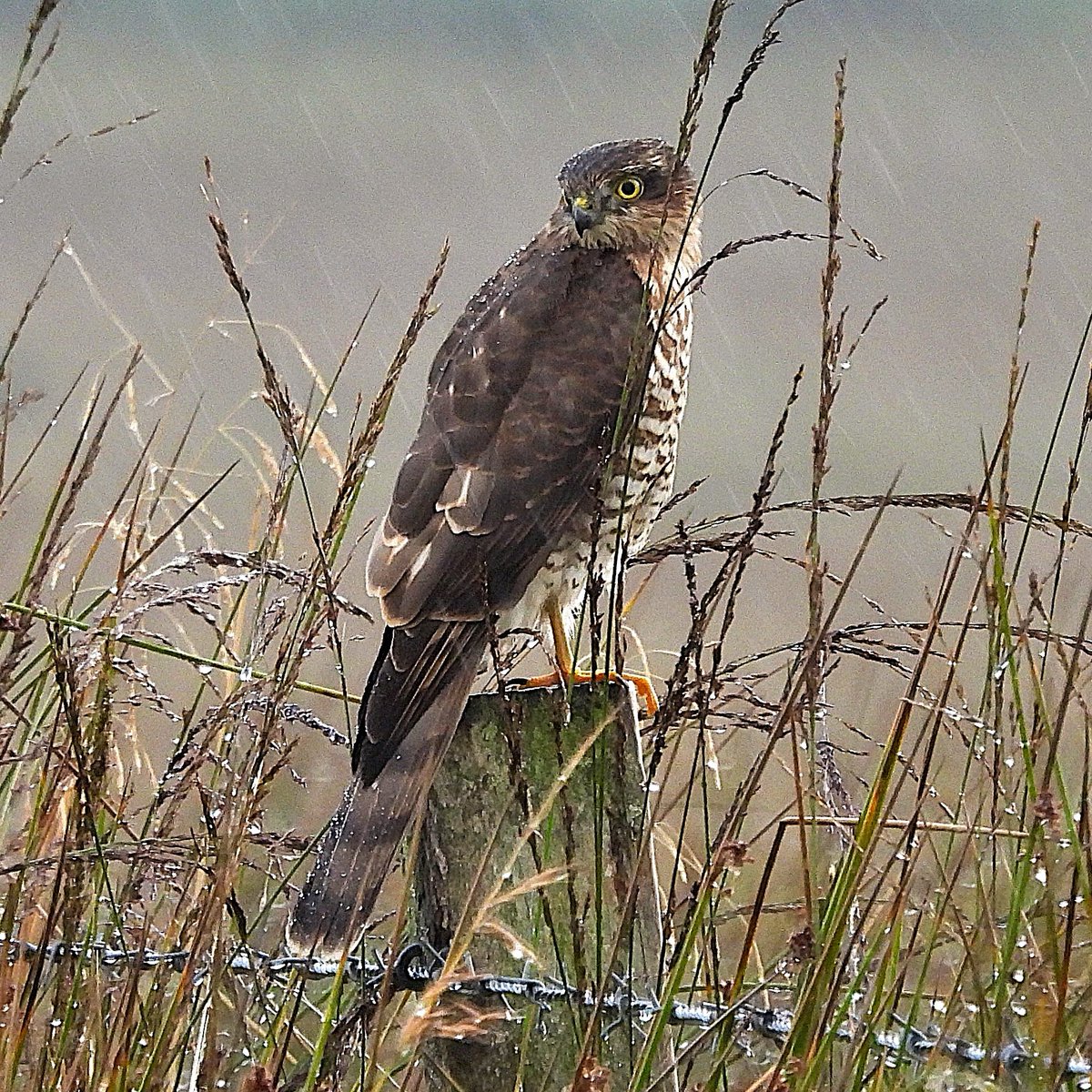 ASPaton's tweet photo. Sparrowhawk by Crinan Ferry Road, Moine Mhor, Argyll https://t.co/cgfn2t8y0I
