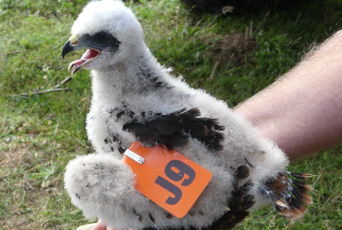BirdIceni's tweet image. More Marsh Harrier project work resulted in a further three chicks ringed in North-west Norfolk today. This brood of three males, which the project is looking at male v female survival rates @_BTO