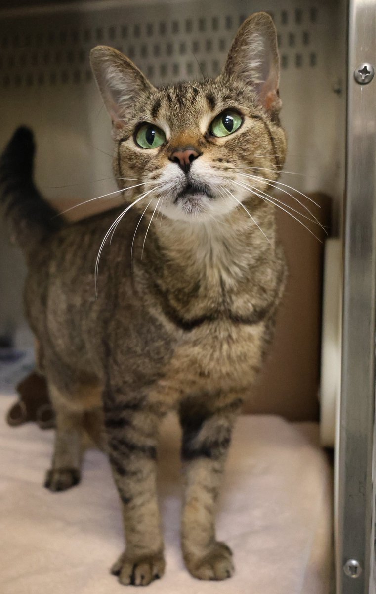Meet Bonnie! She’s a six-year-old sweetheart on the lookout for her forever home. Bonnie is gentle, calm and incredibly sweet. She’ll rub up against you for attention and loves being near her people.

Adopt Bonnie: ow.ly/oWVS50Wf37V