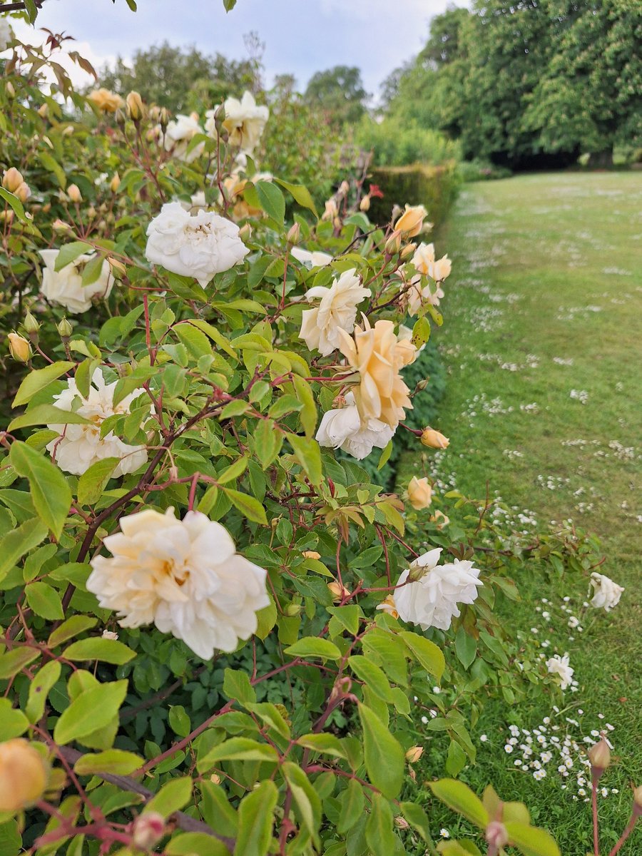 Join Hinton Ampner for a Rose Celebration until 6 July, and from 19 July – 7 September! 🌹 Bring your little ones along for an enchanting journey inspired by Eric Carle’s beloved children’s book, The Very Hungry Caterpillar™.

hampshireattractions.co.uk/events/celebra…