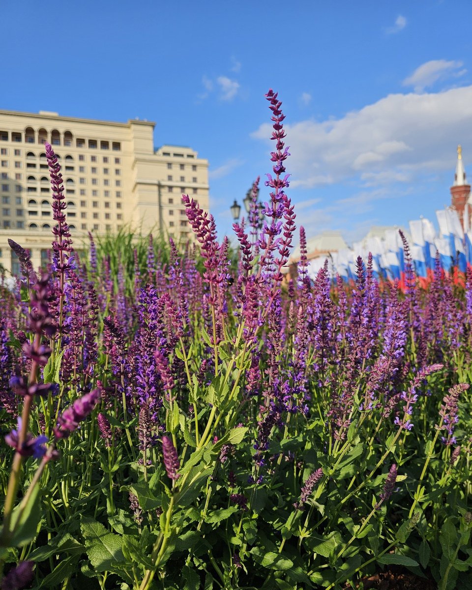 Всю неделю был дождь и дубак, поэтому тропики в центре слегка приуныли, но все равно очень красиво!
(лавандовые поля вообще ничем не пахнут, какое разочарование, ъуъ!)