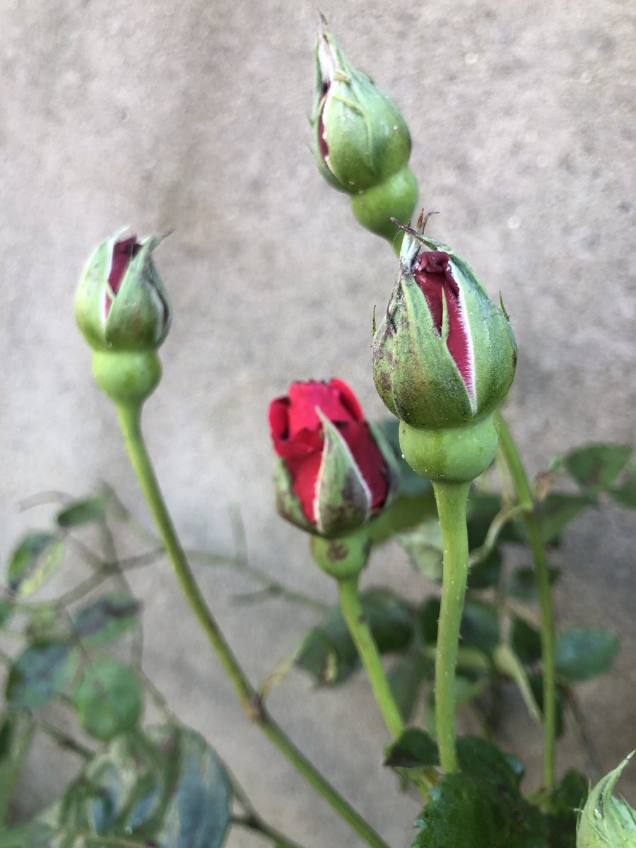 Denise Connolly Geraghty tweet media