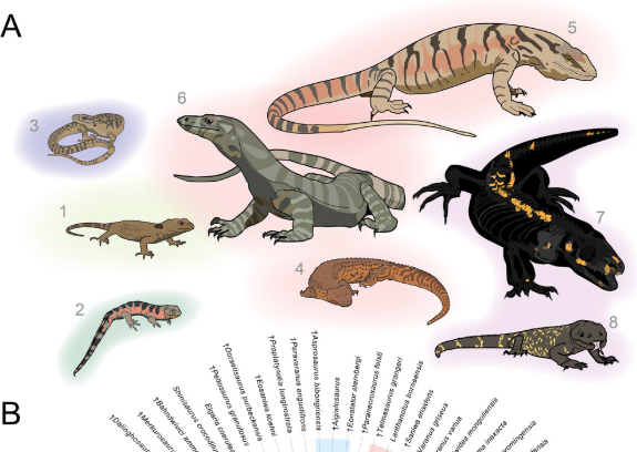 PaleontologieFr's tweet photo. Nouveau #fossile nommé d'après l'œuvre de #Tolkien :
Un #lézard🦎d'une certaine taille découvert aux E.-U.🇺🇸, #Bolg, éclaire d'un jour nouveau la diversité des #lézards géants à l'époque des dinosaures.
#Crétacé #Squamata
📰https://t.co/TMrR6293gn
https://t.co/QuGkZnqZCu https://t.co/doZirKP2CB