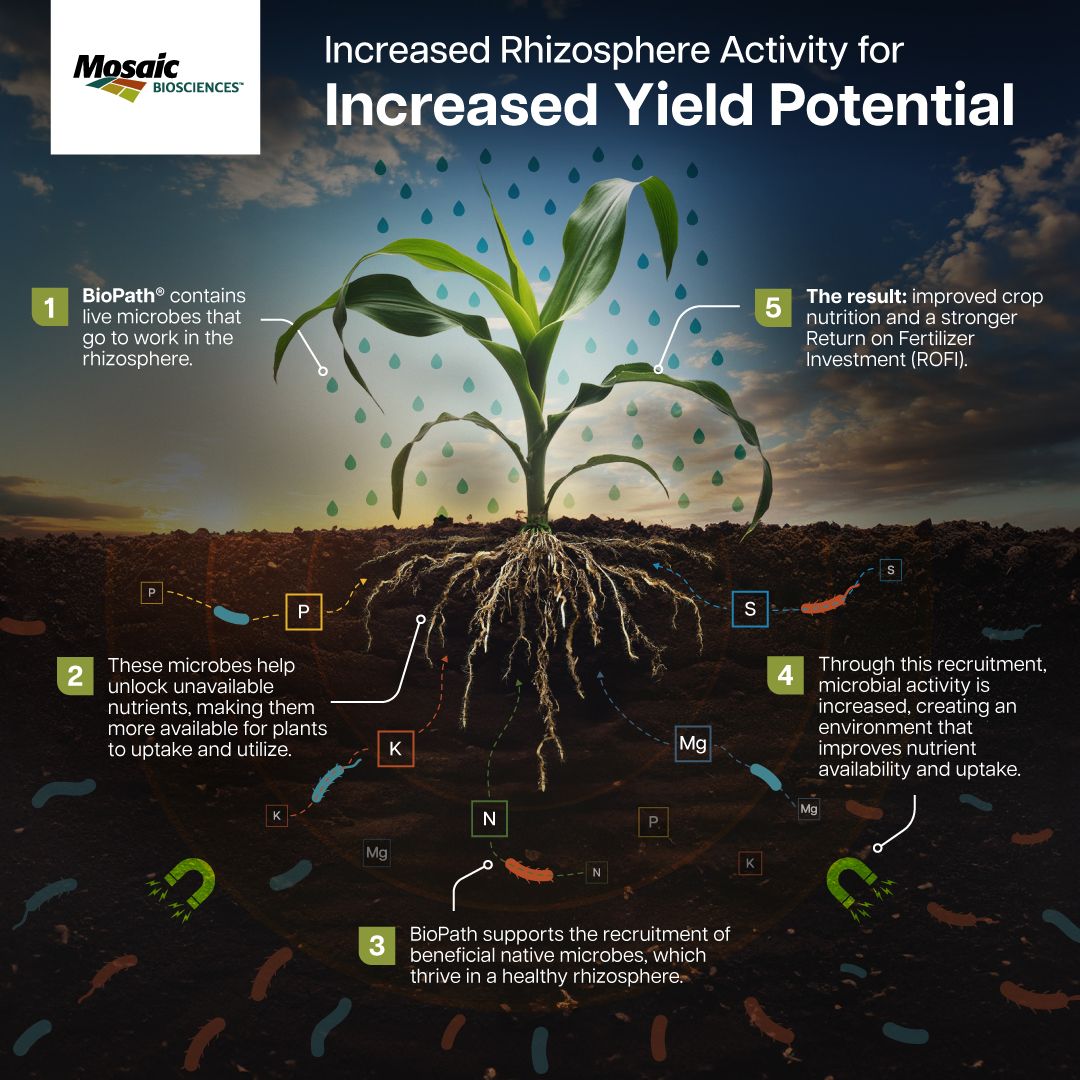 Crop_Nutrition's tweet image. We know #BioPath helps unlock in-soil and applied nutrients, but how else does it create buzz in your soil? 🐝 Dig in to see.