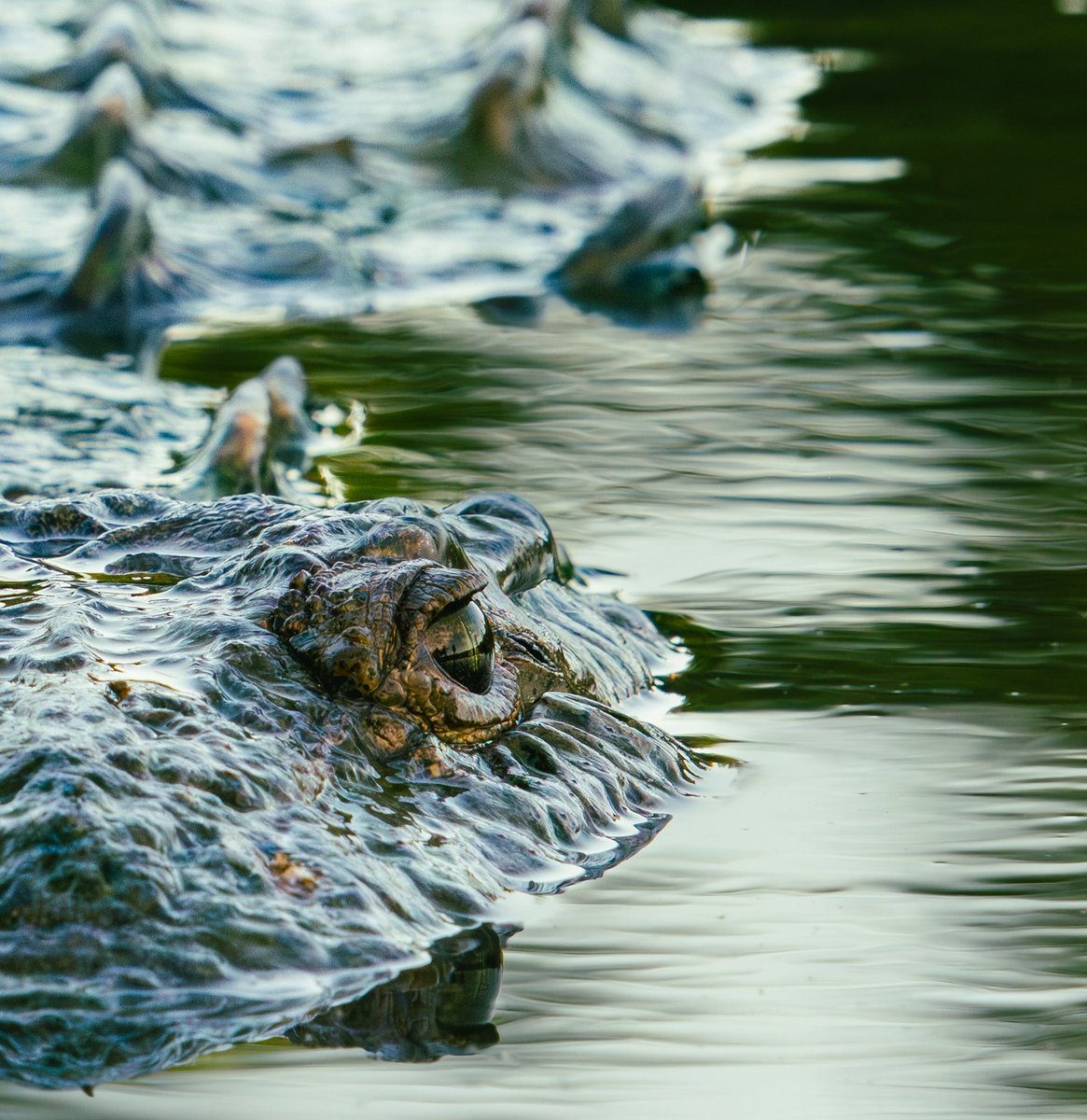 actionxander's tweet image. To those of you who continue to donate to Xplorist and our Croczilla documentary, thank you. None of this is possible without you.
The support we continue to receive for this project has been absolutely incredible and I'm beyond grateful.
We'll get our croc!