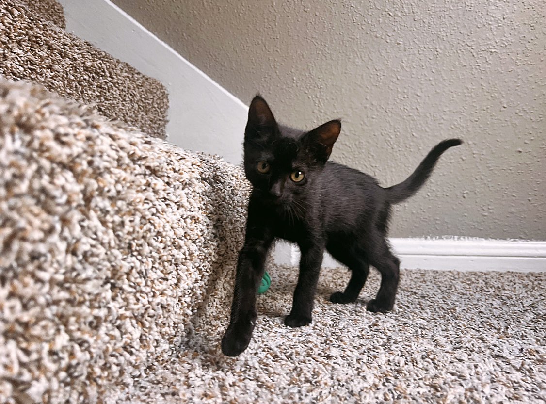 For those who aren’t on/ haven’t seen my BlueSky, I have exciting news! I’m now an aunt of two! This week we have welcomed Stellaluna into the family. (Full name Stellaluna Esmeralda Moonlight.) She’s a rescue and the sweetest little kitten. She’s only 10 weeks old.🐈‍⬛