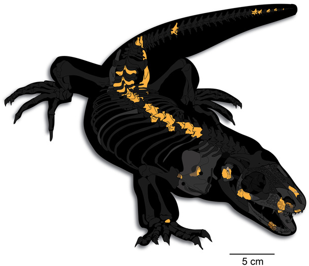 PaleontologieFr's tweet photo. Nouveau #fossile nommé d'après l'œuvre de #Tolkien :
Un #lézard🦎d'une certaine taille découvert aux E.-U.🇺🇸, #Bolg, éclaire d'un jour nouveau la diversité des #lézards géants à l'époque des dinosaures.
#Crétacé #Squamata
📰https://t.co/TMrR6293gn
https://t.co/QuGkZnqZCu https://t.co/doZirKP2CB