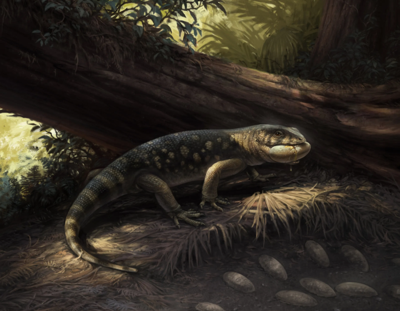 PaleontologieFr's tweet photo. Nouveau #fossile nommé d'après l'œuvre de #Tolkien :
Un #lézard🦎d'une certaine taille découvert aux E.-U.🇺🇸, #Bolg, éclaire d'un jour nouveau la diversité des #lézards géants à l'époque des dinosaures.
#Crétacé #Squamata
📰https://t.co/TMrR6293gn
https://t.co/QuGkZnqZCu https://t.co/doZirKP2CB