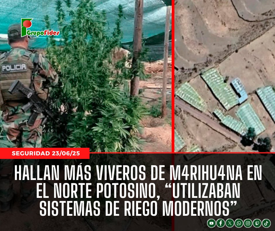 🟩 #GrupoFides | #RadioFidesPotosí En el operativo, efectivos de la FELCN descubrieron 15 viveros de diferentes dimensiones, de los cuales 12 estaban activos y tres ya habían sido cosechados.
Lea la nota aquí 👉 radiofides.com/es/hallan-mas-…
