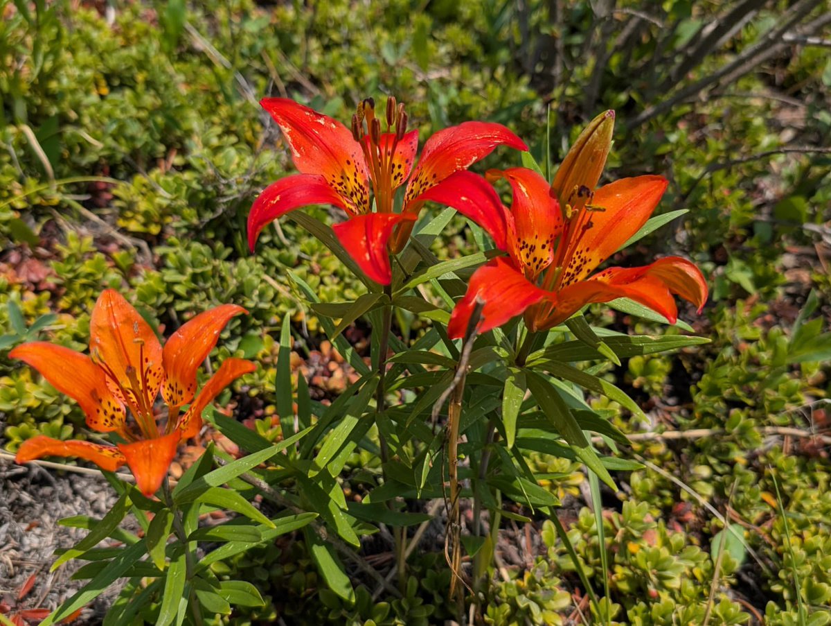 Allison Ammeter 🧢 tweet media