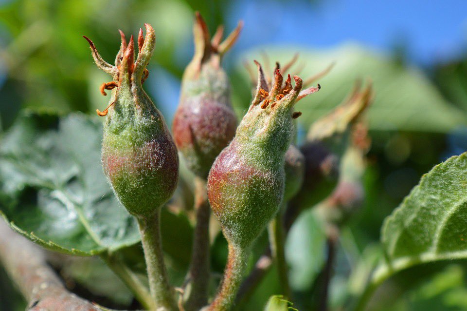 Reminder: 🍎Fruit set is an excellent time for one more Kazoo + Kelpak application. Both are bio-stimulants that help improve stress tolerance, crop quality, and overall fruit set development. #ontag #cdnag #cdnfruitandveg #bcfruit #applegrowers <a href="/ontarioapples/">Ontario Apples</a>