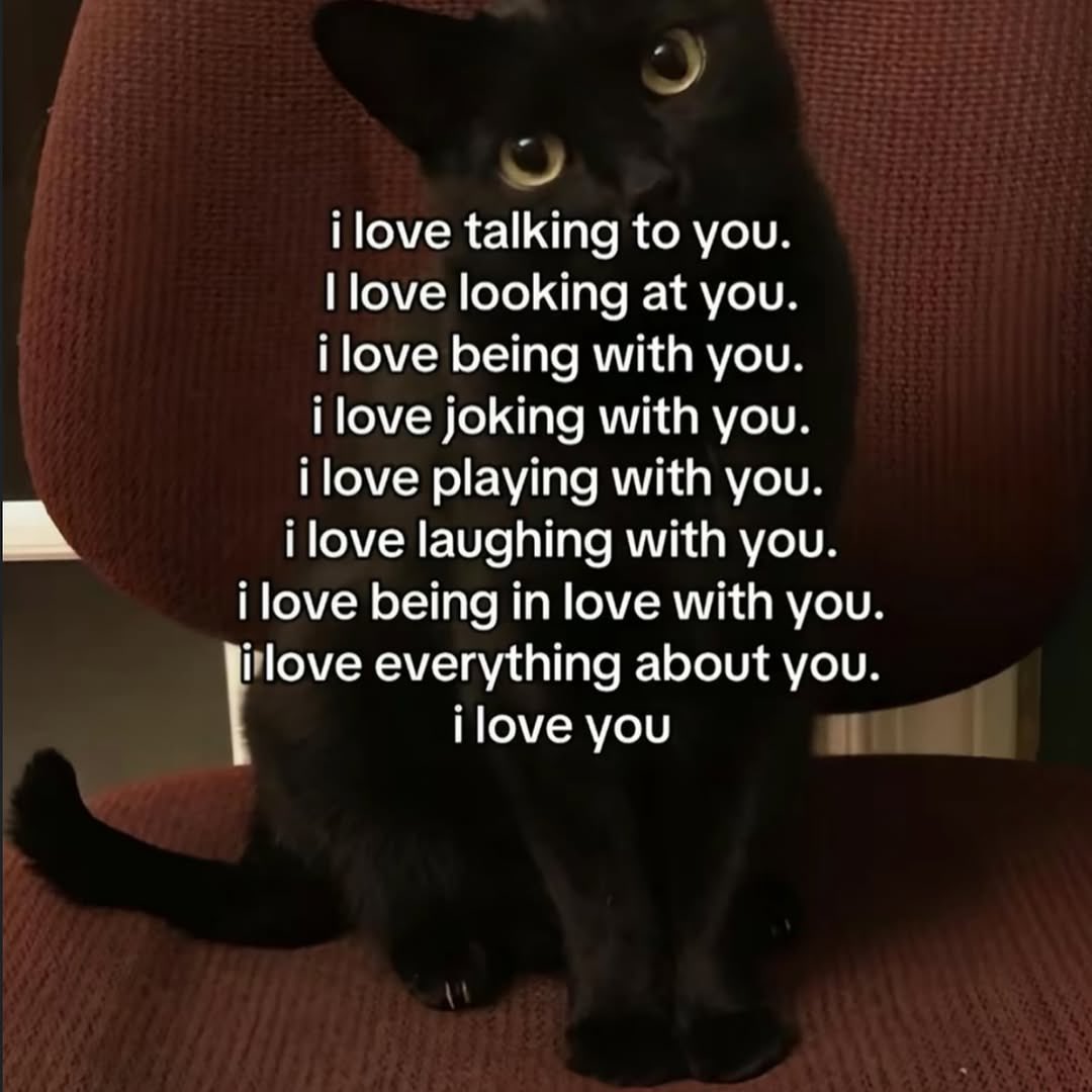 Black cats are not bad luck (@visualscat) on Twitter photo 