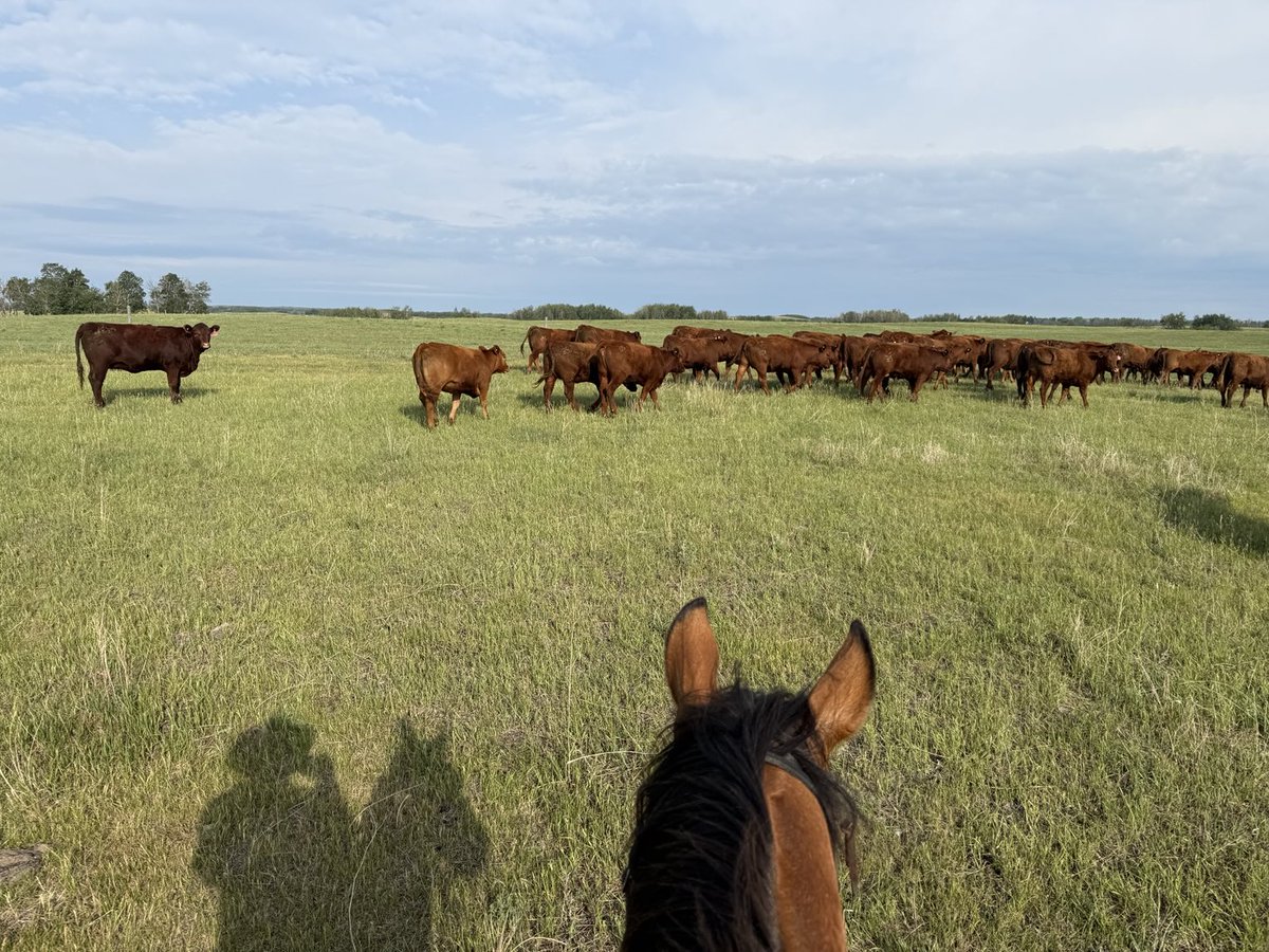 Red heifers are starting to learn about dynamic flow. It took a bit this morning. #pullingcidrs