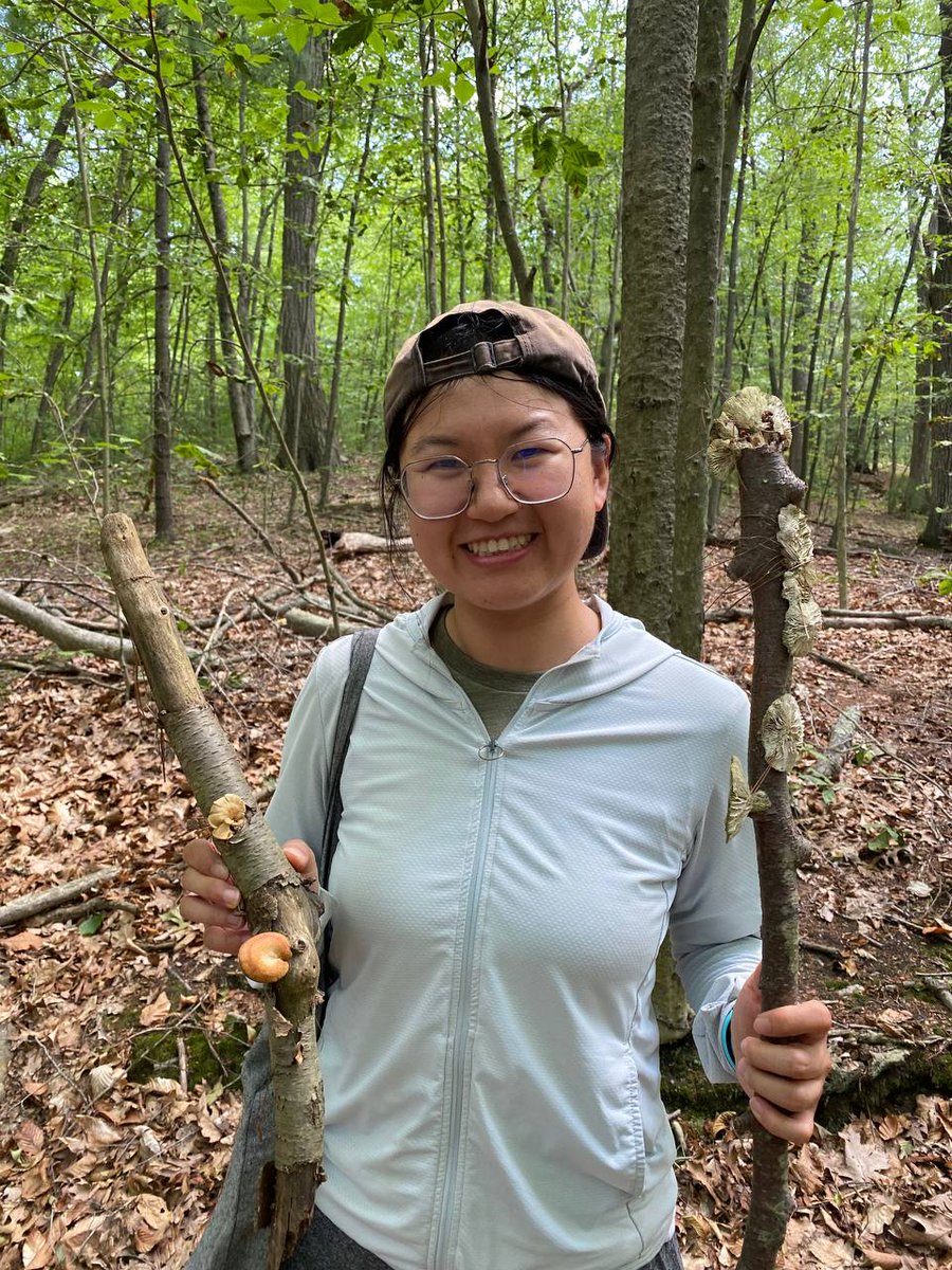 baystaters's tweet image. Another great forage for the books in #Massachusetts. Citizen mushroom science is changing the world
