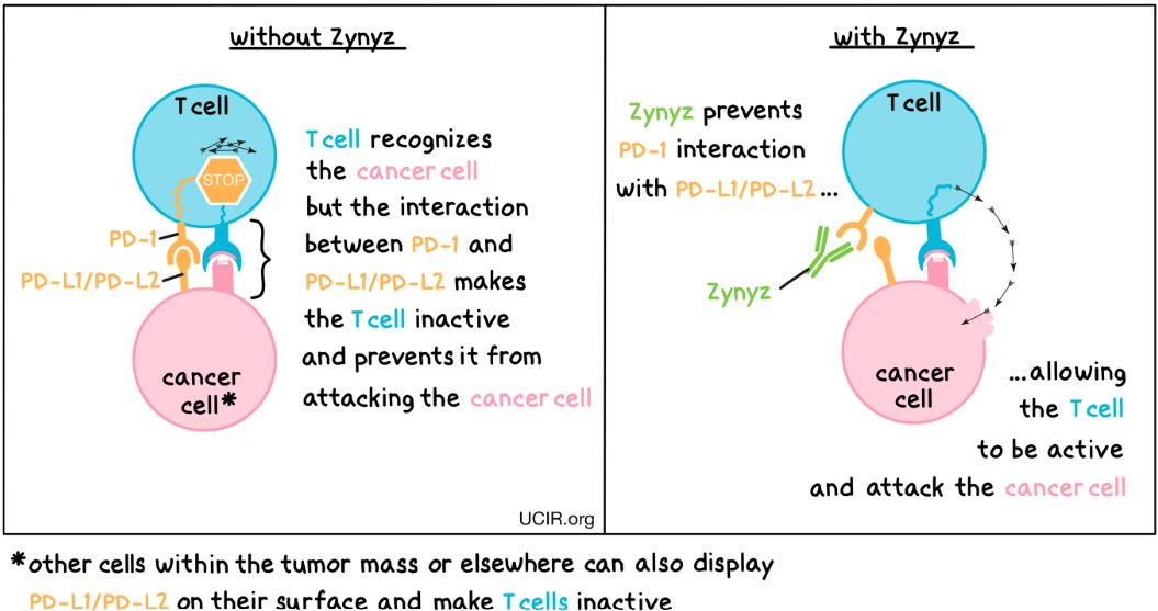 ✨ First FDA-Approved PD‑1 Combo for Anal Cancer! ✨📰 

🎯 Objective:
 Assess efficacy of retifanlimab‑dlwr (Zynyz®) with carboplatin + paclitaxel (1L) and as monotherapy (2L+) in locally recurrent/metastatic SCAC.

✅ Inclusion Criteria:
 • Adults with inoperable locally