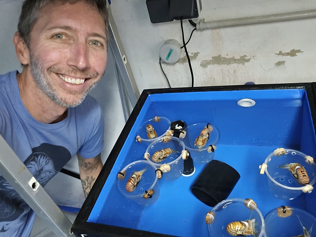 gjbarord's tweet photo. So many nautilus hatchlings at the @AquariumDLagons in New Caledonia!! The team here is doing tremendous work to #savethenautilus https://t.co/3r03uQnBmq