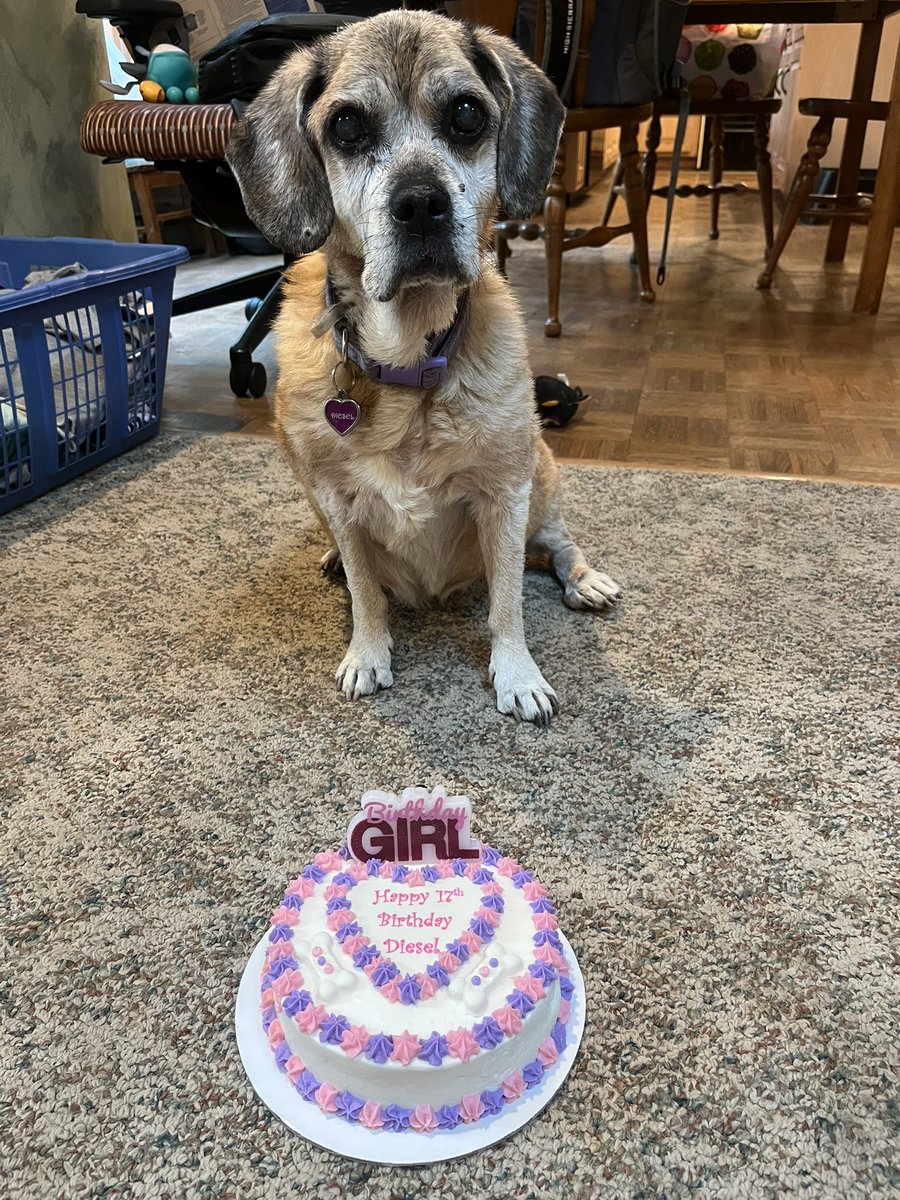 DieselthePuggle's tweet photo. Happy 17th Birthday to me #pugglepack peanut butter cake ๐ https://t.co/qBcZWktbq3