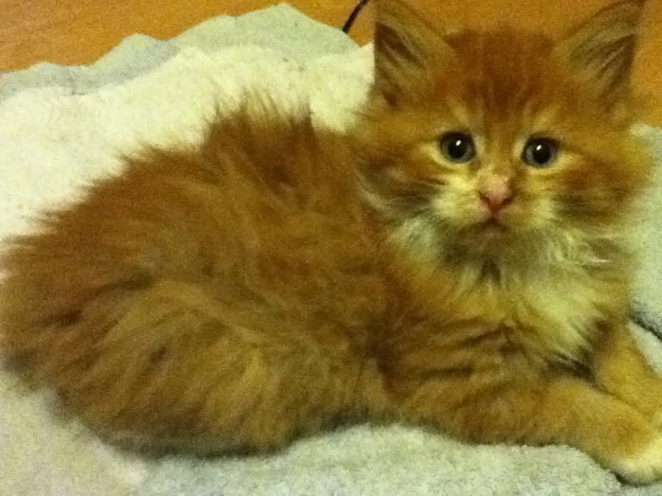 Ali Heath Cook tweet media