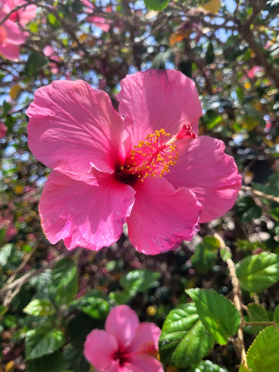 En el lenguaje de las flores la
"Rosa China" se asocia con la
belleza, la elegancia y el amor.
Simboliza la fortuna, la
abundancia y la atracción de
energías positivas. ✨️
