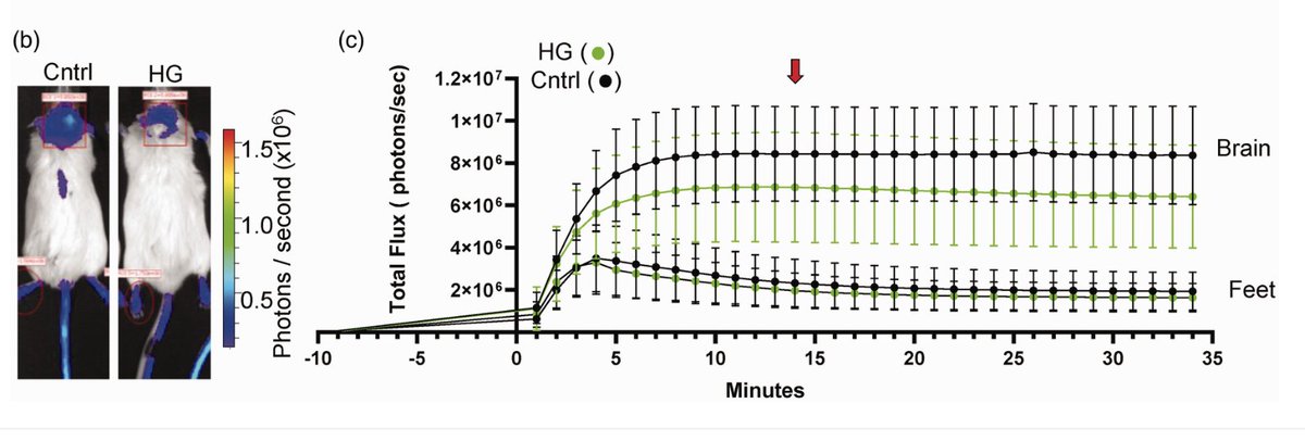 _JCBFM's tweet image. 🚨 Curious how ketone bodies shield the brain from metabolic stress?
🛡️ This new #HotTopic shows β-hydroxybutyrate (BHB) reduces stroke infarct size in vivo.
🔗 Uncover the neuroprotective power of BHB:
journals.sagepub.com/doi/full/10.11…
#JCBFMhome #ISCBFM #NeuroTwitter #Stroke