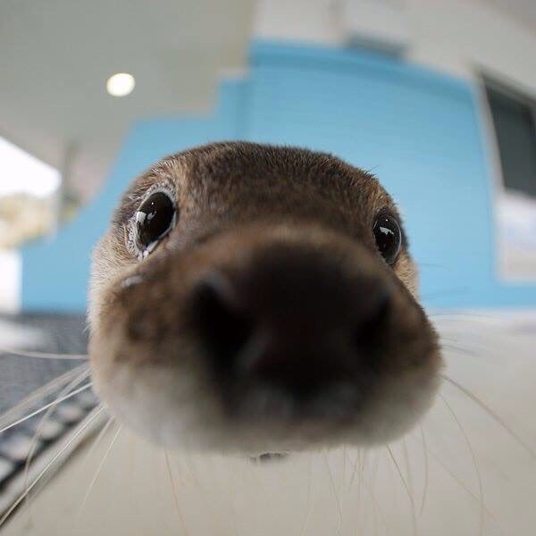 In_Otter_News2's tweet photo. Anyone need an otter nose boop? https://t.co/1fhcwsmz53