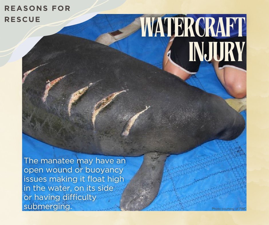 MRP_Manatee's tweet photo. This week our focus is on Manatee Rescue with our partners from @savethemanatee and @MyFWC
First up: Reasons for rescue!
Remember to always report distressed manatees to the FWC Hotline at 1-888-404-3922. https://t.co/o8TvioZdLt
