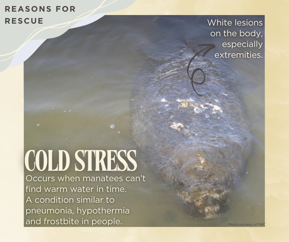 MRP_Manatee's tweet photo. This week our focus is on Manatee Rescue with our partners from @savethemanatee and @MyFWC
First up: Reasons for rescue!
Remember to always report distressed manatees to the FWC Hotline at 1-888-404-3922. https://t.co/o8TvioZdLt