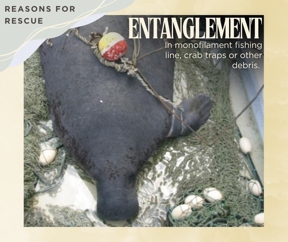 MRP_Manatee's tweet photo. This week our focus is on Manatee Rescue with our partners from @savethemanatee and @MyFWC
First up: Reasons for rescue!
Remember to always report distressed manatees to the FWC Hotline at 1-888-404-3922. https://t.co/o8TvioZdLt