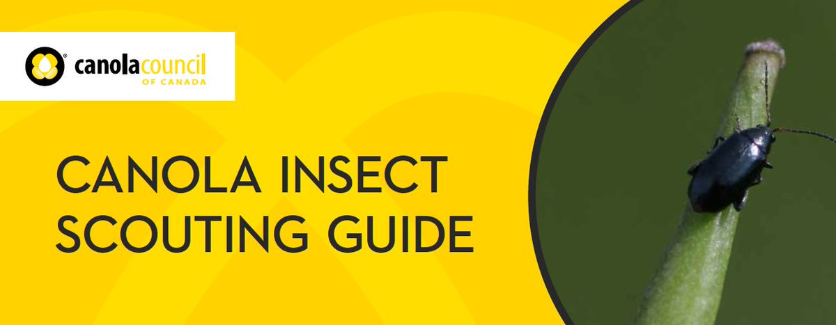 Scouting for insects starts with these three tips:

1️⃣ Scout fields weekly
2️⃣ Check both high and low in the canopy
3️⃣ Inspect all plant parts, including roots

Our handy insect scouting guide has more information: canolacouncil.org/download/130/a…