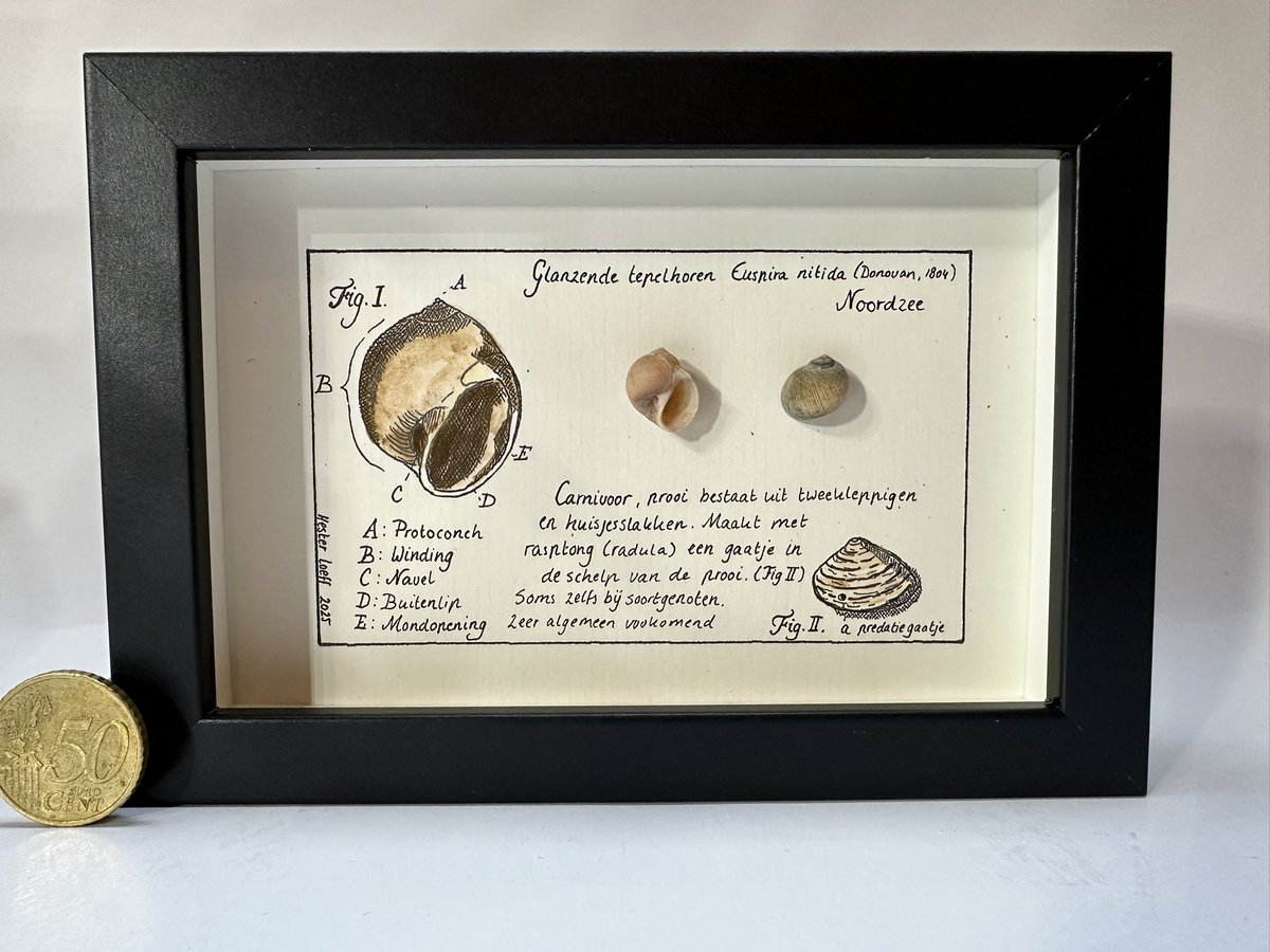 Nieuw! Het #Noordzee kabinetje. 

4 varianten. Door mij getekend en daarna afgedrukt, met de hand ingekleurd. Door mij gevonden schelpen van voornamelijk de Zeeuwse Noordzeekust. €30,- per stuk inclusief btw en verzenden. Hele set €100,- incl. DM bij interesse, repost is lief!!