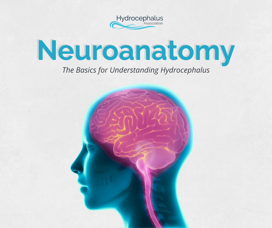 What happens inside the brain with hydrocephalus? 🧠 Fluid buildup affects different areas, causing varied symptoms. Learn how brain anatomy shapes the experience and why research is crucial.
Read more hydroassoc.org/neuroanatomy-b…