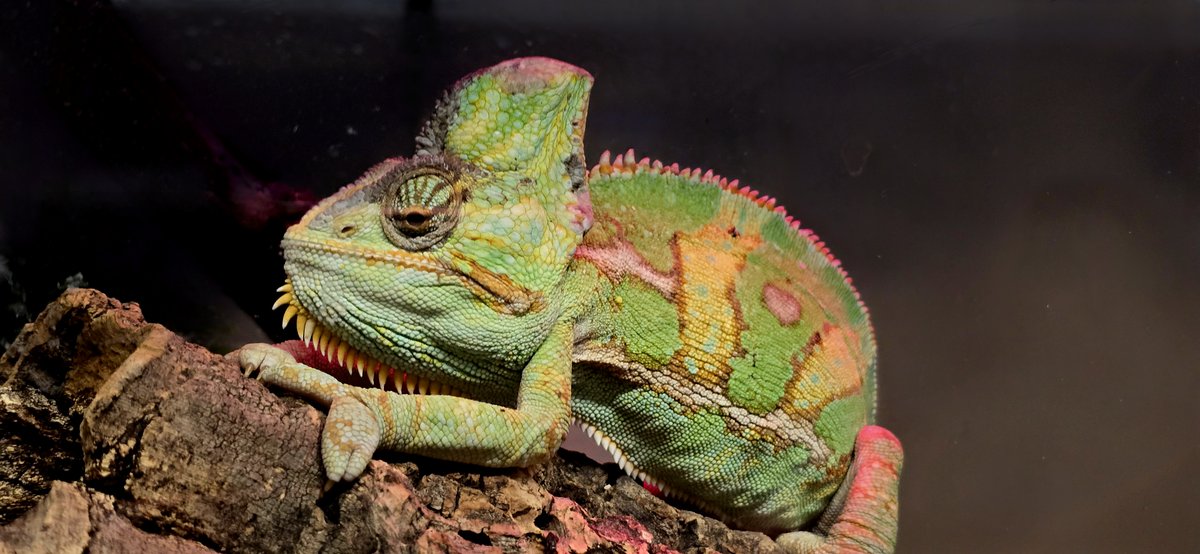 🦎 Meet Karma, our #YemenChameleon!

His colour changes aren't for camouflage — they’re his way of showing mood, stress or even sass 😎🎨

With 360° vision &amp; a tongue like a slingshot, he’s full of surprises.

#MeetTheAnimals #ReptileFacts #GrowYourImagination #TyfuEichDychymyg