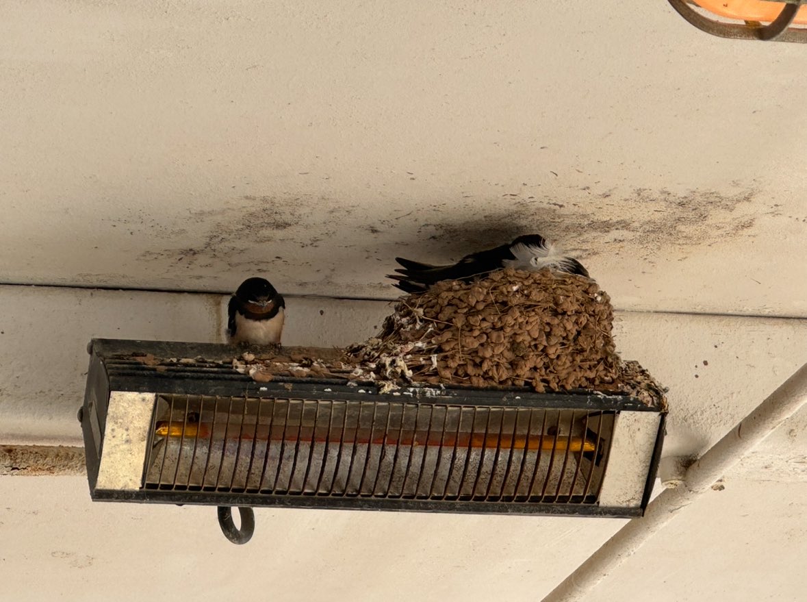 Louise_THFC's tweet photo. Had our own little episode of @BBCSpringwatch while at a cafe in Filey. @ChrisGPackham we were so chuffed to see this but a very random place for a nest! https://t.co/VtMdT8CjaC