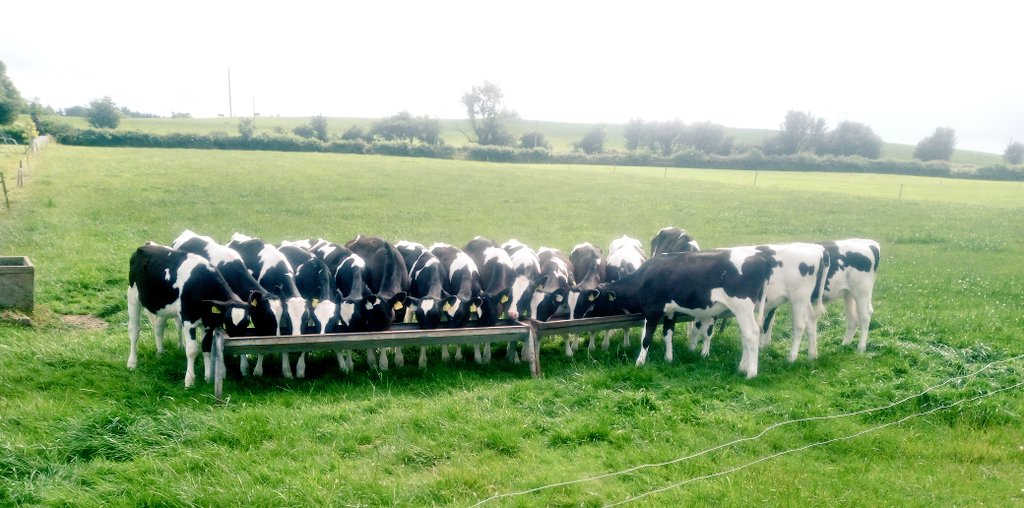 Next Gen 🐮