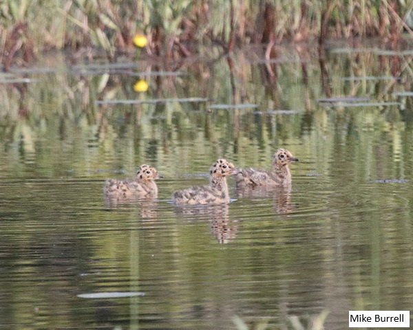 The peak breeding season for both northern and southern Ontario ends in one week! That means that there's only one week left to conduct point counts and marshbird surveys. Reminder: the deadline to submit your peak-season data on NatureCounts is August 31! #ONBirdAtlas3
