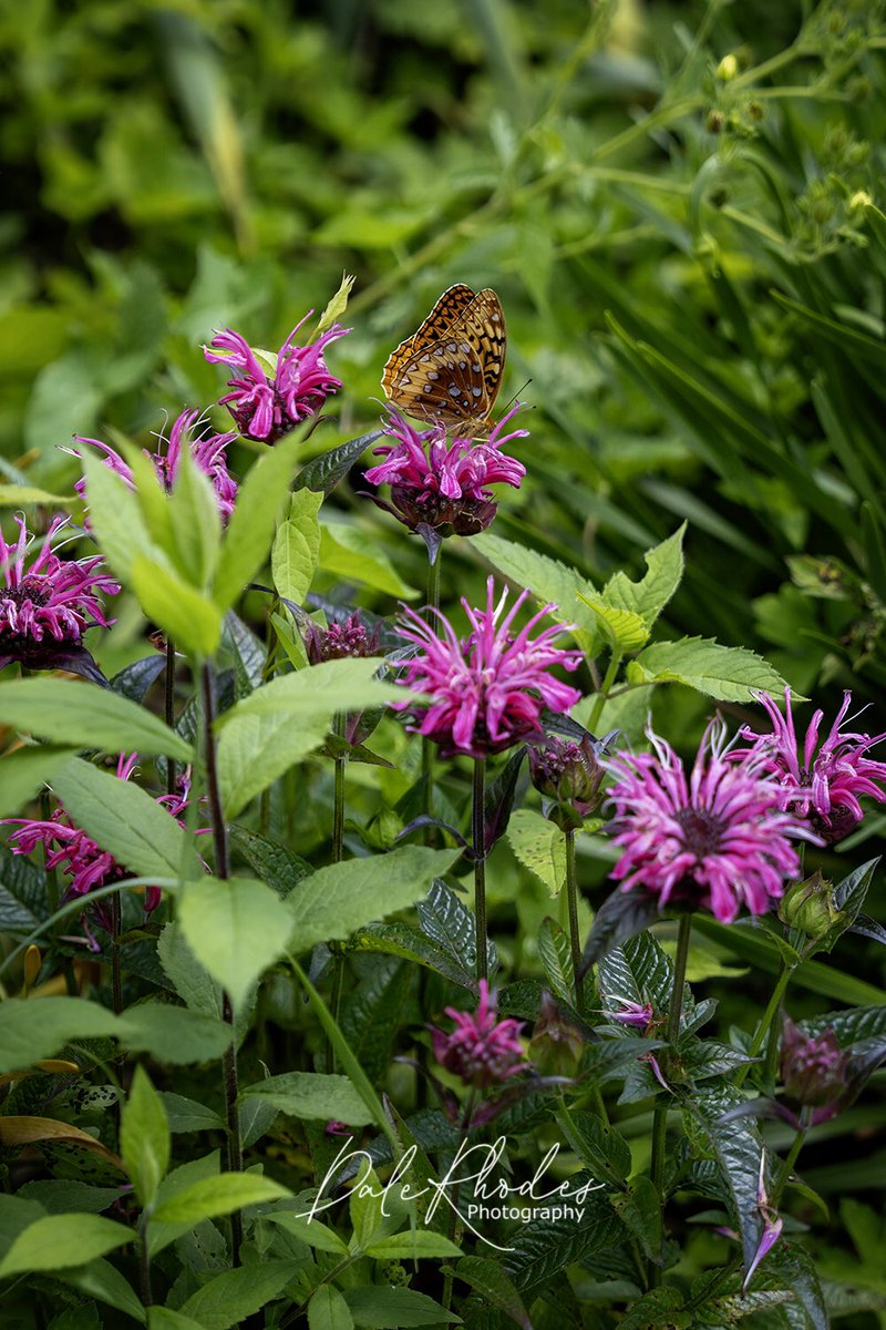 DalePhotography's tweet image. #FirstDaysOfSummer 
I actually shot this on the Summer Solstice on Friday.