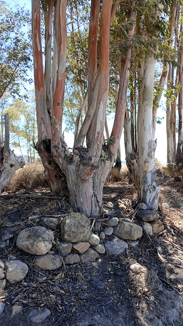 ashleyrclark1's tweet photo. After a few days (unplanned ) the 365 #daysofSpain is back
Day 88 of 365
Some Trees by the Rio Aguas near Turre (not sure the type ) https://t.co/xJIx2z2FIh
