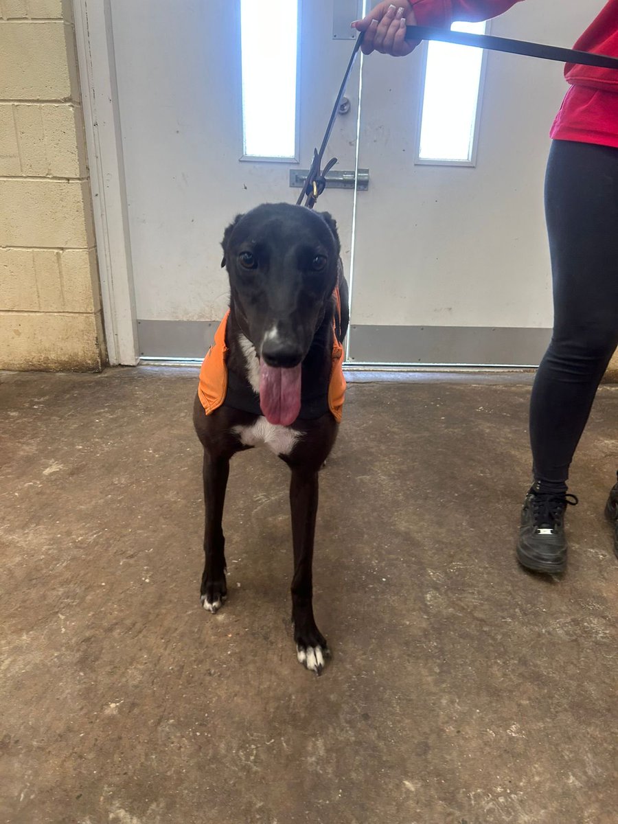 David titterton tweet media