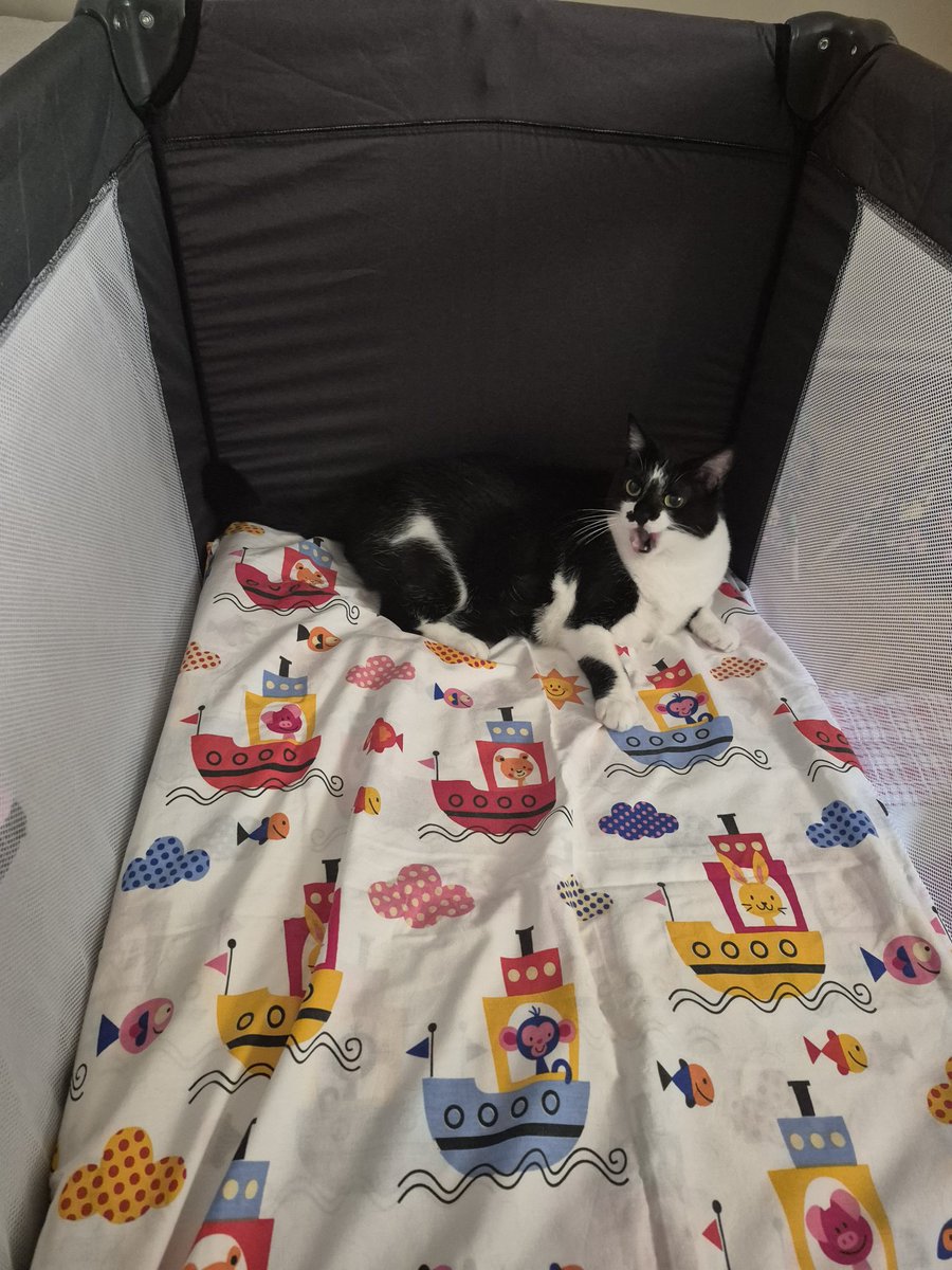 keicherri's tweet photo. whenever a baby comes to visit findik always begs us to sleep in the big moveable cradle. she is getting very old and i dont want to have any regrets or "i wish"es so with my paycheck this month i bought her that exact cradle https://t.co/h8jqmd4TGK