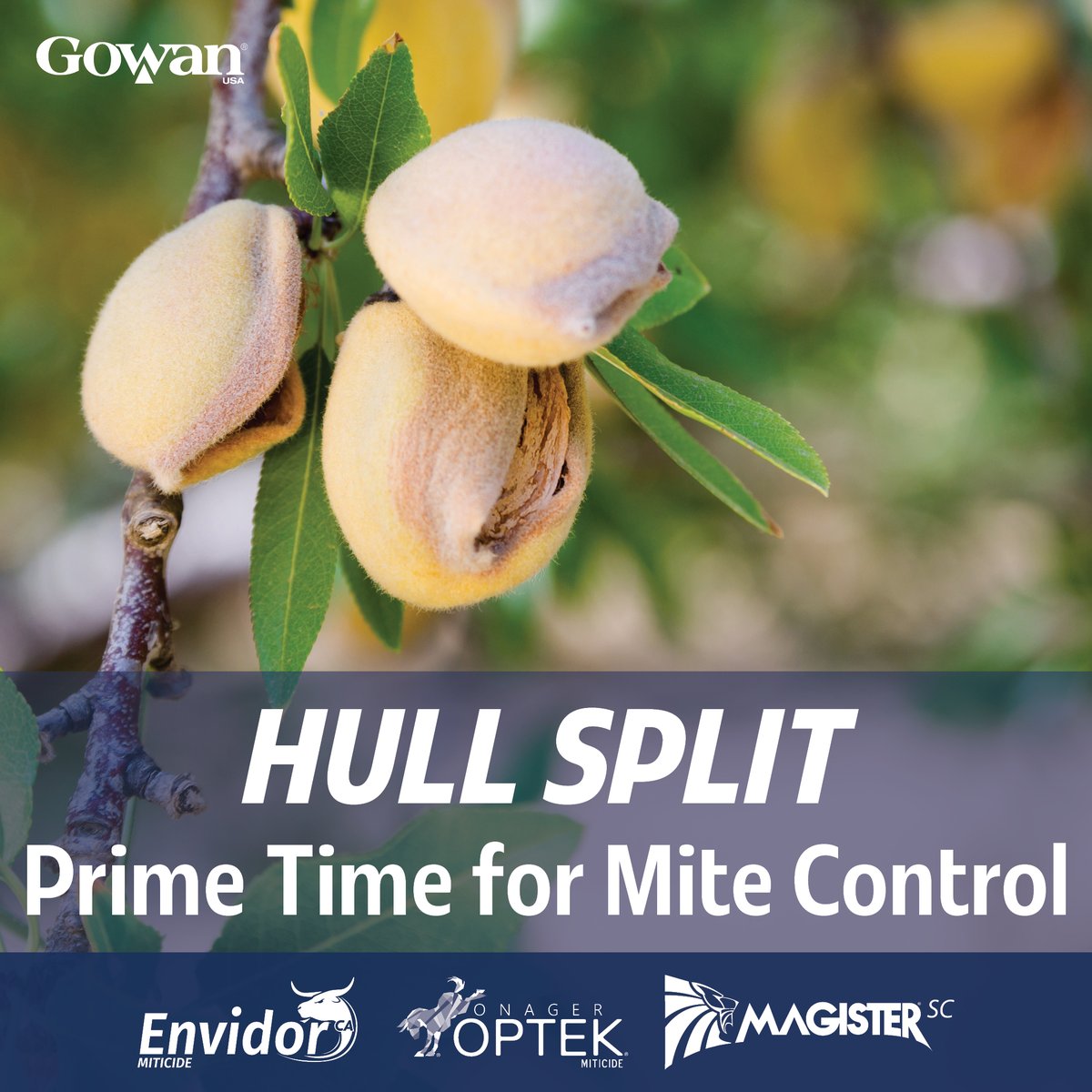 Gowan Company tweet media