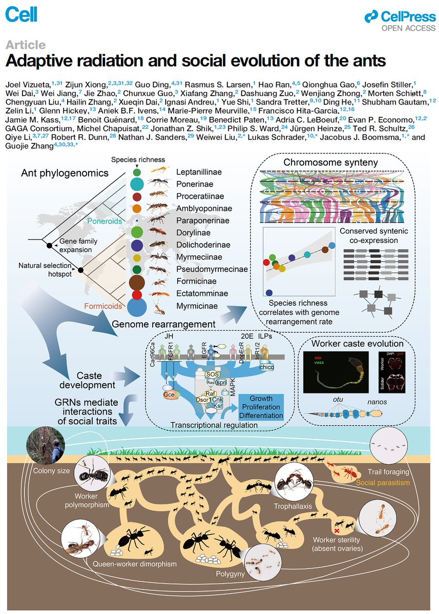 enricoschifani's tweet image. Finally out! 🐜🧬
Happy to have contributed through the GAGA Consortium :)
Researchgate: tinyurl.com/4jfnjw7j
doi.org/10.1016/j.cell…