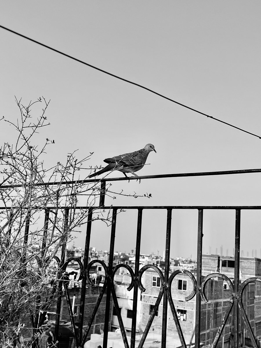 I hate bragging but I shot this with a slingshot.