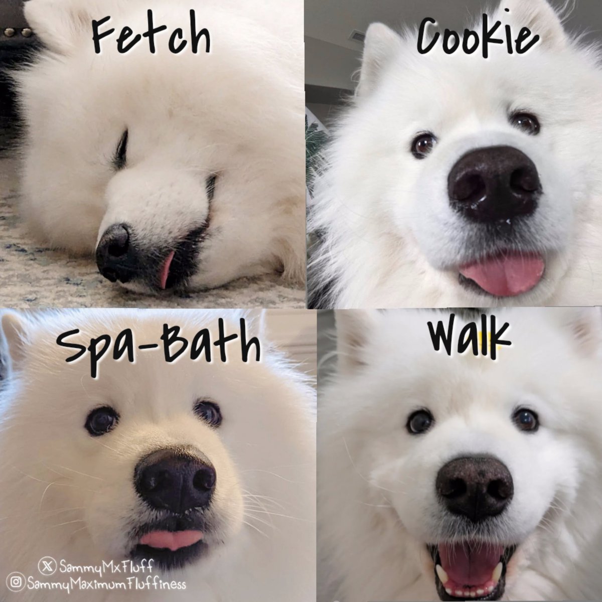 SammyMxFluff's tweet image. Sammy's vocabulary reactions 😆😂🐾

#funnydog #doglife #dogshenanigans #doglove #samoyedlove #SammyMaximumFluffiness