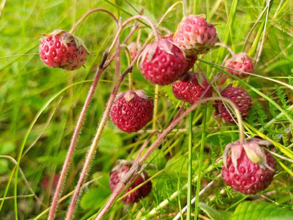 ZolotoyEveryday's tweet image. на первом фото — земляника. на втором — клубника. на третьем — виктория. УГАШЕННЫЕ ВЫ ОБ ДЕРЕВО