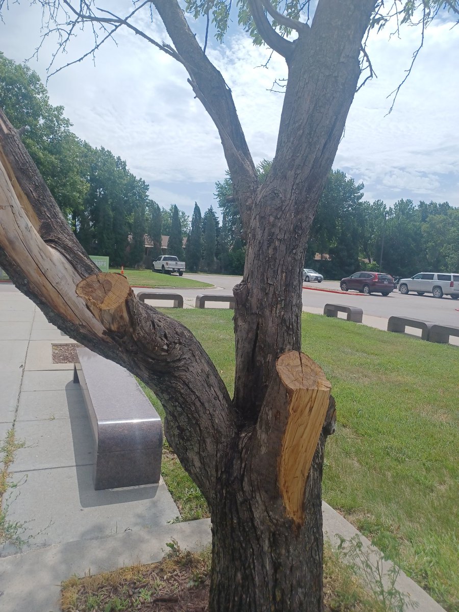 Tree library
