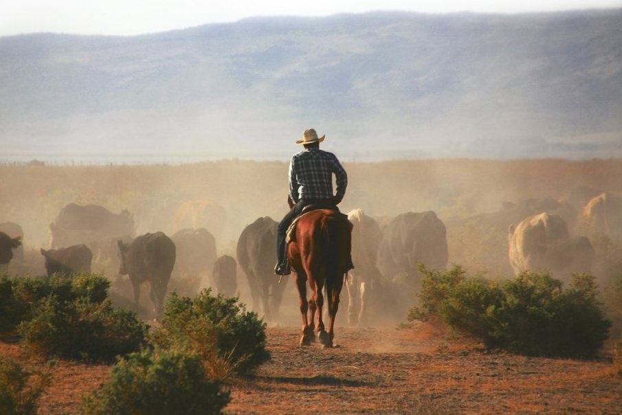 RuralCounties's tweet image. #RuralCountyPhoto: A cowboy on horseback moving a herd of cattle across rangeland in #ModocCounty is #RCRC’s rural county photo of the week. This timeless photo was captured by Larry Turner and submitted to #RCRC’s Annual Rural County Photo Contest in 2023.