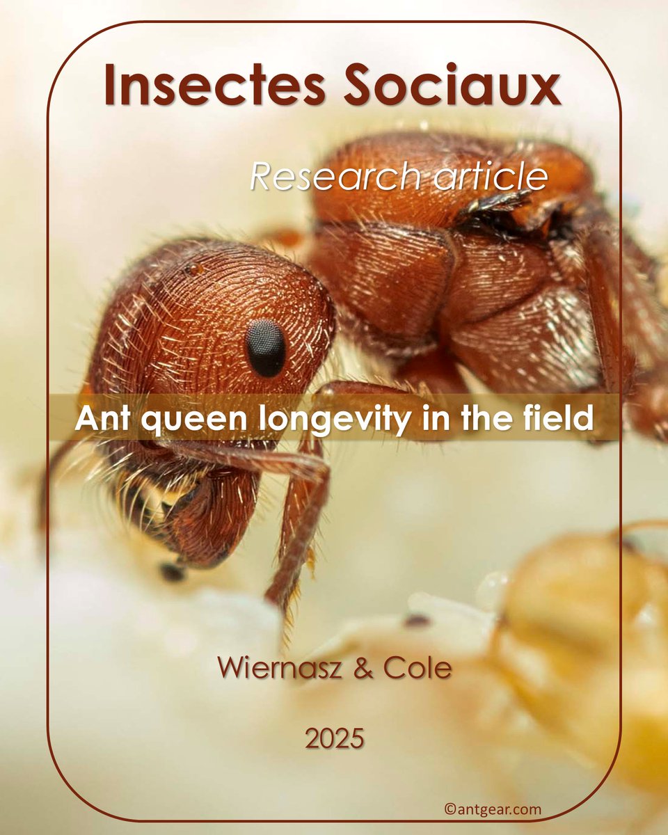 InsSociaux's tweet photo. New research article! π°
Wiernasz & Cole analyzed 26 years of genetic data from 95 colonies, revealing that nest occupancy reliably indicates colony identity π
π https://t.co/v5bIu5deWT
#SocialInsects #Demography #Longevity #GeneticMonitoring #Pogonomyrmex #Microsatellite https://t.co/DMmqWRMsMN