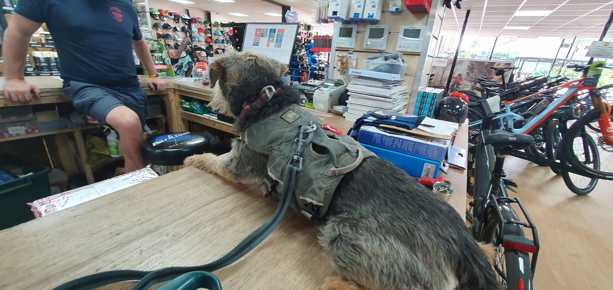 mulberrybt's tweet photo. Just hanging out in the local bike shop. #btposse #workingfur https://t.co/Ins9tGce3K