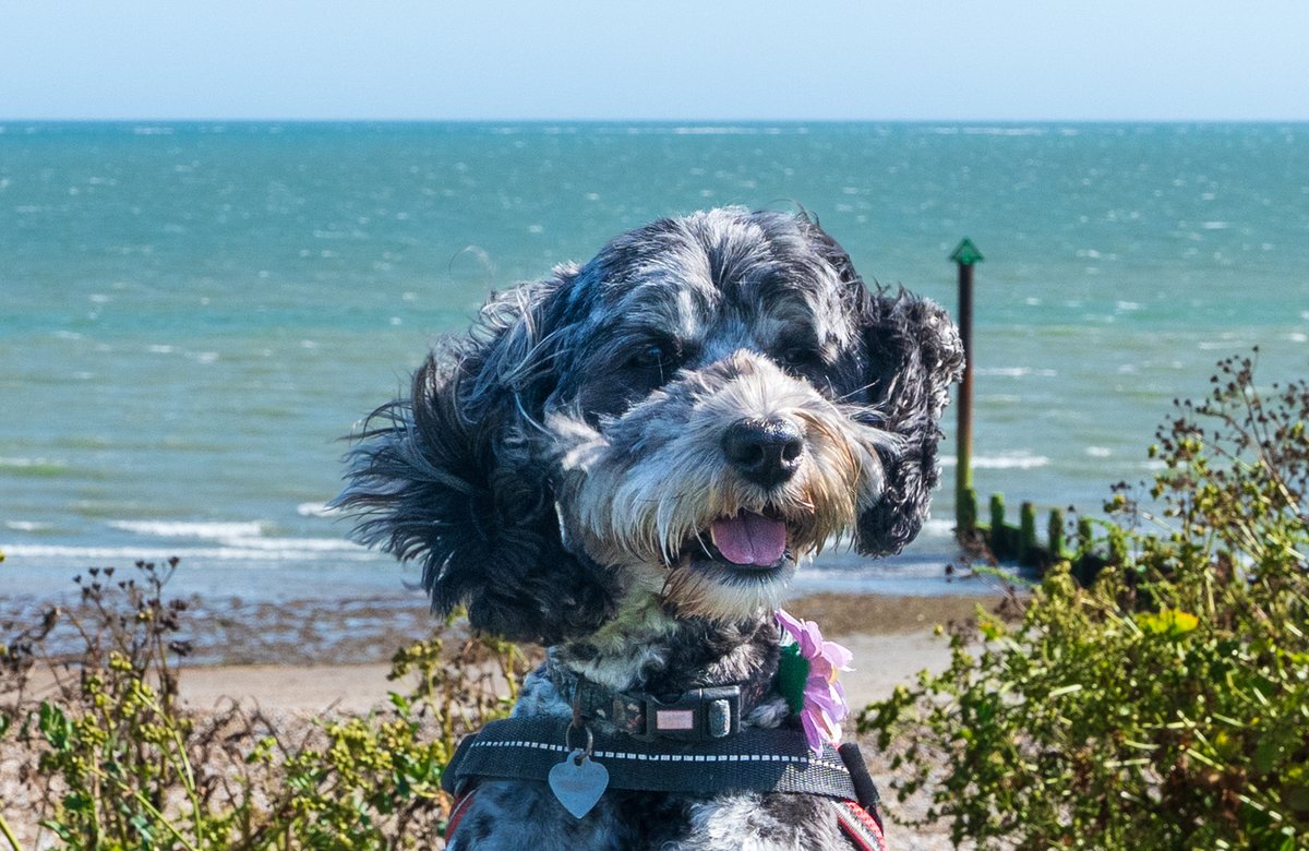 Coastal JJ UK (@coastaljjuk) on Twitter photo A quick, windy walk at the beach with little Pippa, in Selsey this afternoon. Felt a lot cooler than 21 Deg C in that blustery wind. <a href="/BBCSussex/">BBC Sussex</a> <a href="/BBCSouthWeather/">BBCSouthWeather</a> <a href="/itvmeridian/">ITV News Meridian</a> <a href="/AlexisGreenTV/">Alexis Green</a> <a href="/HollyJGreen/">Holly Green - Weather Presenter</a> <a href="/PhilippaDrewITV/">Philippa Drew</a> <a href="/ExpSussex/">ExperienceSussex</a> <a href="/VisitSEEngland/">Visit South East England</a> <a href="/greatsussexway/">The Great Sussex Way</a> A quick, windy walk at the beach with little Pippa, in Selsey this afternoon. Felt a lot cooler than 21 Deg C in that blustery wind. <a href="/BBCSussex/">BBC Sussex</a> <a href="/BBCSouthWeather/">BBCSouthWeather</a> <a href="/itvmeridian/">ITV News Meridian</a> <a href="/AlexisGreenTV/">Alexis Green</a> <a href="/HollyJGreen/">Holly Green - Weather Presenter</a> <a href="/PhilippaDrewITV/">Philippa Drew</a> <a href="/ExpSussex/">ExperienceSussex</a> <a href="/VisitSEEngland/">Visit South East England</a> <a href="/greatsussexway/">The Great Sussex Way</a>
